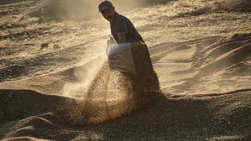 Konya’da arpa ve buğday fiyatları başa baş gidiyor