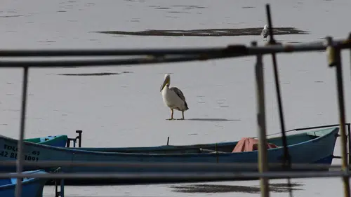 Konya'ya uzun gagalar akın etti: Buz üzerinde görsel şölen yaşandı