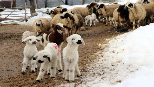 Bu nöbet bambaşka: Gece boyunca koyunların başlarındalar