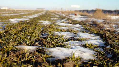 Konya Ovası endişeleniyor: Bu yıl kar yağacak mı?