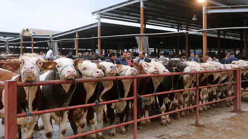 Konya'da canlı ticaretin merkezi ikinci bir duyuruya kadar kapatıldı