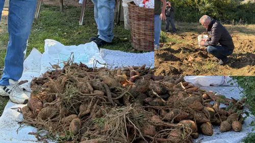 Konya'da tarımsal üretimde yenilik: Seydişehir'de o ürün ilk kez yetiştirildi