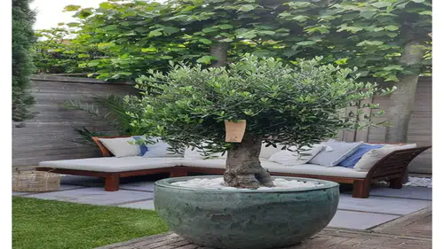 Evdeki saksıda zeytin yetiştirilir mi: 7 adımda evde hesaplı zeytincilik