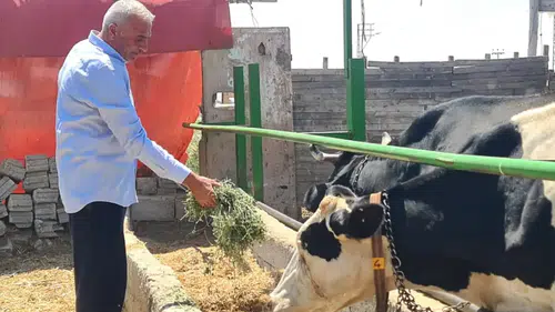 Konya'da süt üreticisinin hanesine litrede en az 5 lira zarar yazılıyor