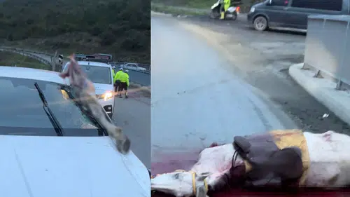 Feci kazada atın kopan bacağı otomobile saplandı