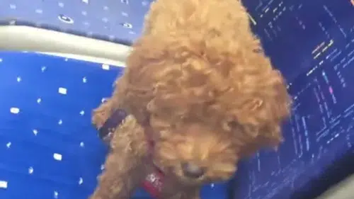 Bu kadarı da olmaz: Terk mi etti unuttu mu, peluş zanneden şoför "Bu benim" dedi