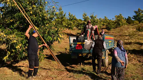 Üç ay kuyuda bekletiliyor: Lezzeti damak çatlatıyor