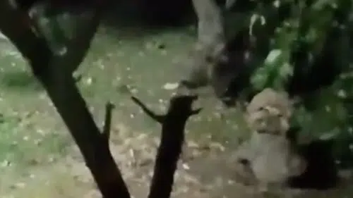 Ayı elma ziyafetine çıktı, ev sahibinin sözleri güldürdü