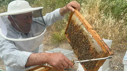 Hapishaneden çıktı: 20 yıldır Avrupa'ya bal gönderiyor