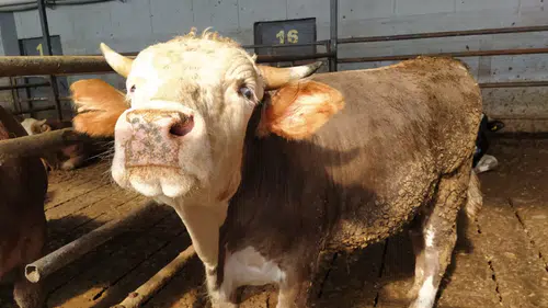 Ramazanda talep arttı dana kesim fiyatı 600 TL’yi geçti