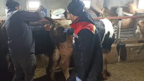 Konya'da şap hastalığı ile mücadele sürüyor: Ekipler sahada