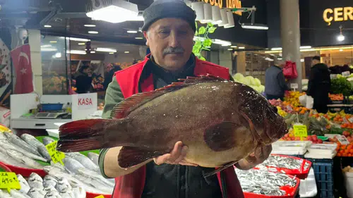 En nadir tür: Çeyrek altın getirene bir tane orfoz