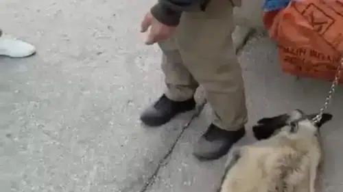 Köpeği böyle sürüklemişti: O şahıs gözaltına alındı
