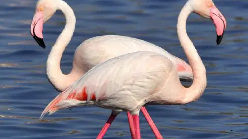 Konya'nın nazar boncuğu: Kuruma tehlikesi yaşanan Tuz Gölü yeniden canlandı