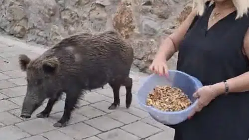 Ünlü sanatçı Safiye Soyman kapısına gelen domuzu elleriyle besledi