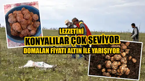 Lezzetini Konyalılar çok seviyor: Domalan fiyatı altın ile yarışıyor