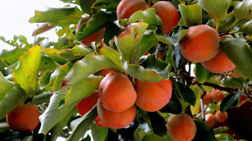 Konya'da bahçeler turuncu renge bürünecek: Binlerce fidan dağıtıldı