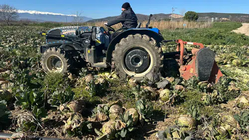 Gıda üretiminde çarpık tablo: Tarlada çürüyor, markette cep yakıyor