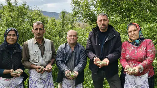 Baharın ilk meyvesinin hasadı başladı: Kilogramı 150 TL