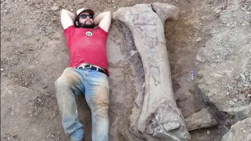 Dev dinozor türü keşfedildi. Bir kemiği bile insan boyunda