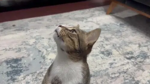 Dört yıldır kusan kedi Mustafa'nın midesinden çıkan herkesi şaşırttı