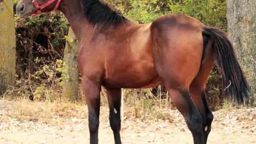 Kavurma yapılan şampiyon İngiliz yarış atı: Sahibine 132 bin TL ceza