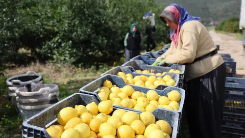 Limonun fiyatı çok 'ekşi': Üretici fiyatları yıllık yüzde 410 yükseldi