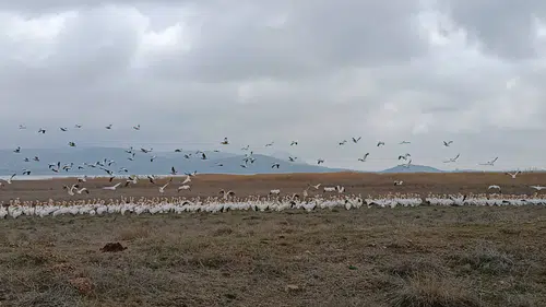 Konya’nın nadidesi ekolojik canlılığa kavuştu: Kuş sesleri yankılanıyor