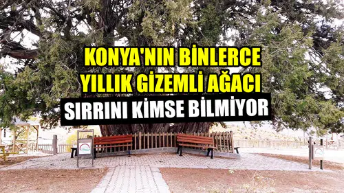 Konya'nın binlerce yıllık gizemli ağacı: Sırrını kimse bilmiyor