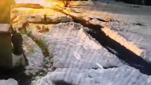 Kurt sürüsünü kürekle daldı: Dünya bu görüntüyü konuşuyor