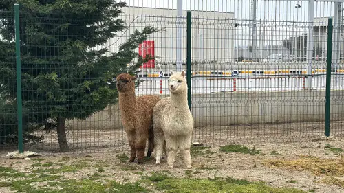 Böylesi hiç görülmedi: Minibüste kaçak Güney Amerikalı Alpaga