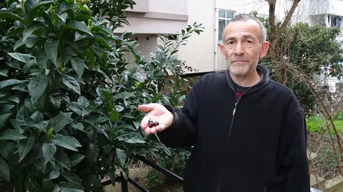 İlk kez böyle oldu: Mevsimine 3 ay kala meyve hasadı