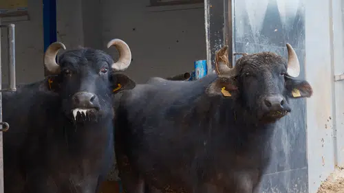 Türkiye'nin yeni manda ırkı: Murana süt verimi ile dikkat çekiyor