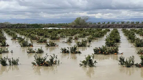 Yağışlar tarım arazilerini vurdu