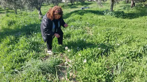 Aşk çiçeği gelir kaynağı oldu: Doğada kendi kendine yetişiyor