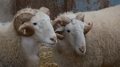 Türkiye'nin vitrinli koçları: Fiyatları dudak uçuklatıyor