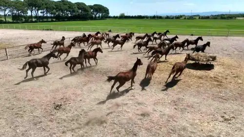 Yarış atı belediyenin aşevinde nasıl kavurma oldu: Belediyeden ilginç açıklama