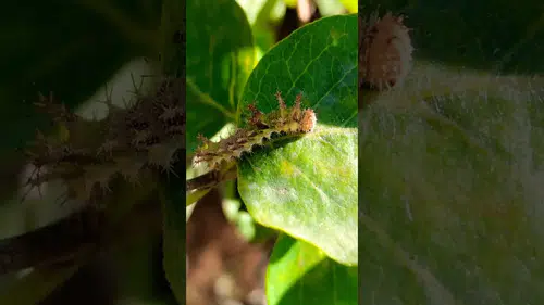 Bağı-Bahçesi olanlar dikkat: Uzmanlardan kritik uyarı