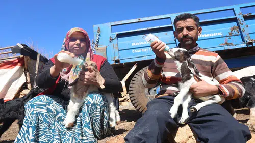 Anneleri akaryakıt içip telef oldu: Geriye kalan oğlakları böyle besliyorlar