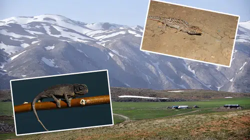 Konya'nın meşhur dağlarında tropikal hayvan ortaya çıktı