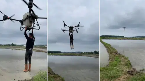 Uçtu uçtu dronla uçtu: Çeltik tarlasında tehlikeli yolculuk