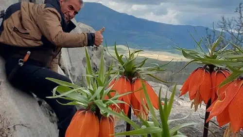 O çiçek 20 gün yaşayacak: Koparana servet değerinde ceza var