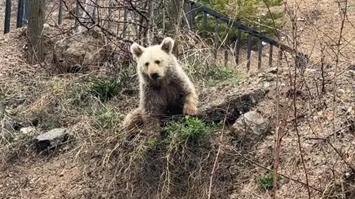 Aç kalan yavru ayı insanların yanına indi