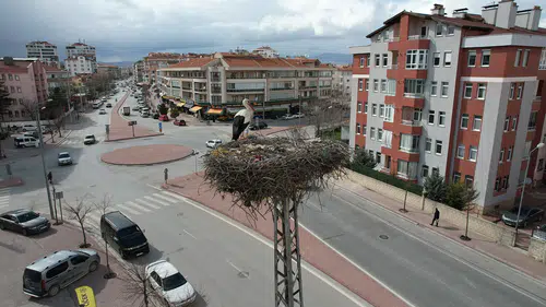 Leylekler Konya'daki evlerine geri döndü: Merkeze renk katıyor