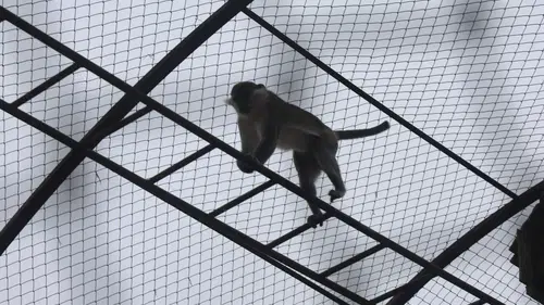 Örümcek maymunu Konya'da hayvanat bahçesine teslim edildi