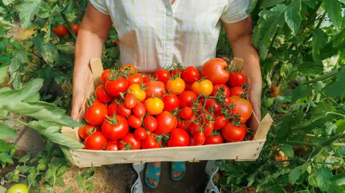 40 liralık domatesi yüzde 400 kârla sattılar: Kesilen ceza dudak uçuklatacak cinsten