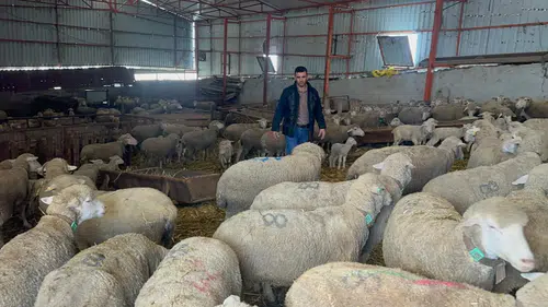 Konyalı üreticiler en çok bu koyun türünü tercih ediyor