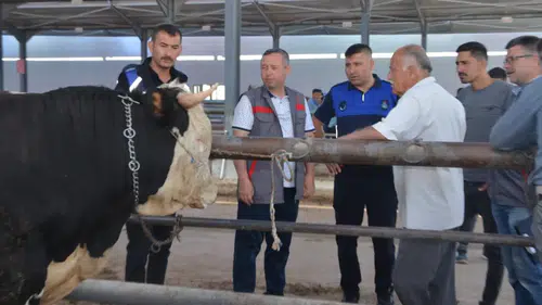 Kurbanlık satışları ne zaman başlayacak: Pazarlar için takvim belli oldu