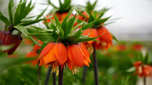 Bu çiçeği koparan ceza olarak servet ödeyecek: 20 gün ömrü var