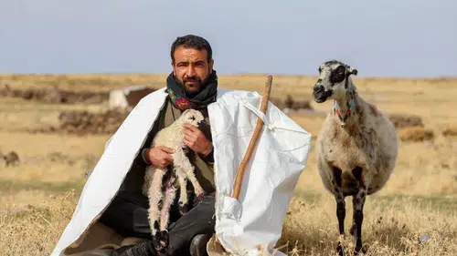 150 bin küçükbaş hayvan desteği: Son başvuru tarihi belli oldu